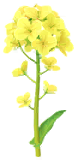 Yellow canola flower Big Flower icon.png