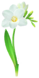White freesia Big Flower icon.png