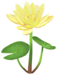 Yellow water lily Big Flower icon.png