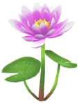 Red water lily Big Flower icon.png