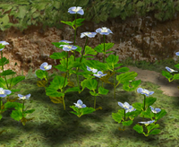 Veronica persica.png