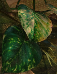 Epipremnum aureum.png