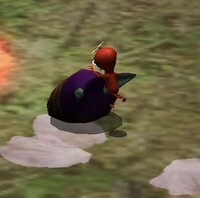 P2 Male Sheargrub eating.jpg