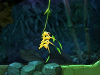 Peculiar Rockfall vine cutscene.jpg