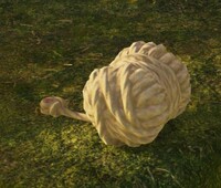 Climbing Rope PT.jpg