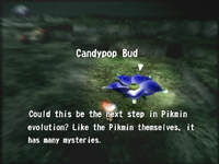 Reel5 Candypop Bud.png