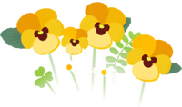 Yellow pansy flowers icon.png