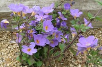 Real Bacopa Cabana Purple.jpg