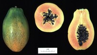 Real Papaya.jpg