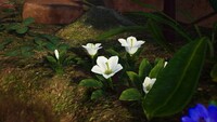 Unidentifiable white flower.jpg