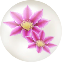 Red clematis nectar icon.png