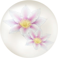 White clematis nectar icon.png