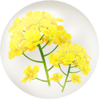 Yellow canola flower nectar icon.png