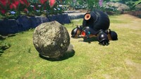 Horned Cannon Beetle boulder.jpg