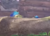 Pikmin 4 Peckish Aristocrab.png