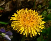Dandelion Real.jpg