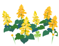 Yellow salvia flowers icon.png