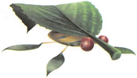 P2 Artwork Skitter Leaf.png