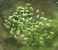 Garden of Hope Duckweed Lake.png