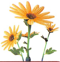 P2 Artwork Margaret.png