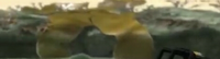 Forgotten Cove Kelp.png
