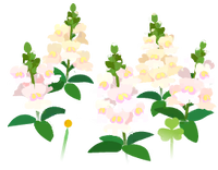 White snapdragon flowers icon.png