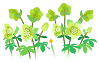 Yellow helleborus flowers icon.png