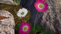 Asteroideae pink and white.jpg