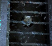 P2 Broken Cooking God Screenshot.jpg