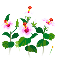 White hibiscus flowers icon.png