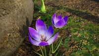 Colchicum.jpg