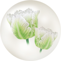 White parrot tulip nectar icon.png