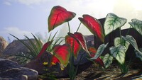 Elephant ear.jpg