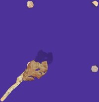 P2CU way4 kusachi.jpg