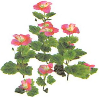 P2 Artwork Figwort.png