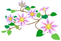 White clematis flowers icon.png