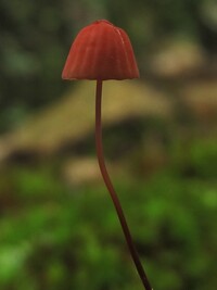 Marasmius pulcherripes.jpg