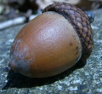 Real Acorn.jpg