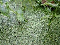 Real Common Duckweed.jpg