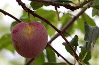 Real Plum.jpg