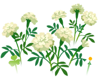 White marigold flowers icon.png