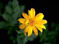 Chrysanthemum.jpg