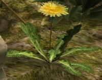 Dandelion p1.jpg