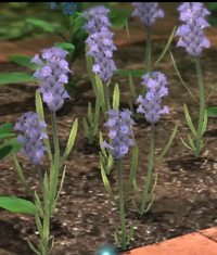 Salvia nemerosa.png