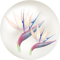 White strelitzia nectar icon.png