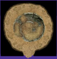 P2CU room uzu1 1 tsuchi.jpg