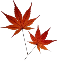 Real Japanese Maple Leaves.png