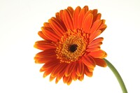 Red-Gerbera.jpg