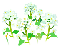 White canola flower flowers icon.png