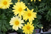 Argyranthemum frutescens.jpg
